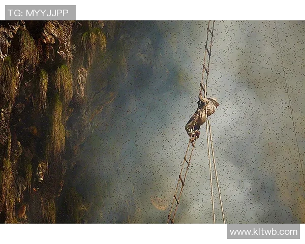 重庆攀岩队中路突破之路探索与发展全景解析